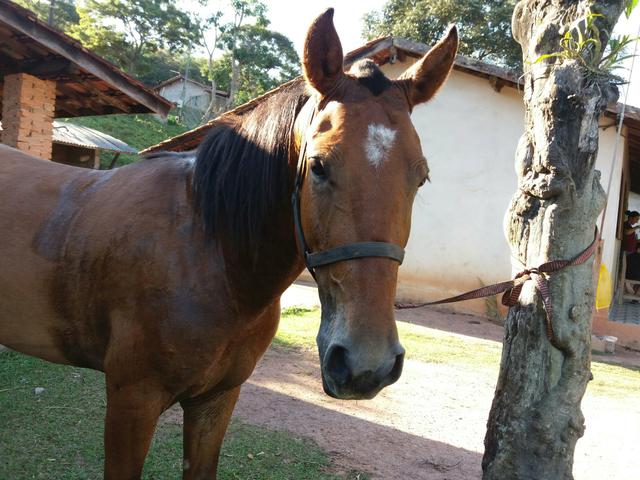 Cavalo mestiço argentino