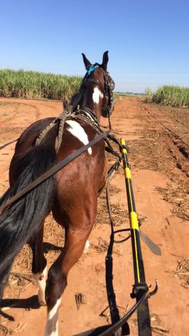 Cavalo mestiço argentino engatado