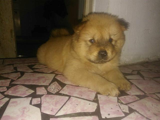 Chow chow ultimos