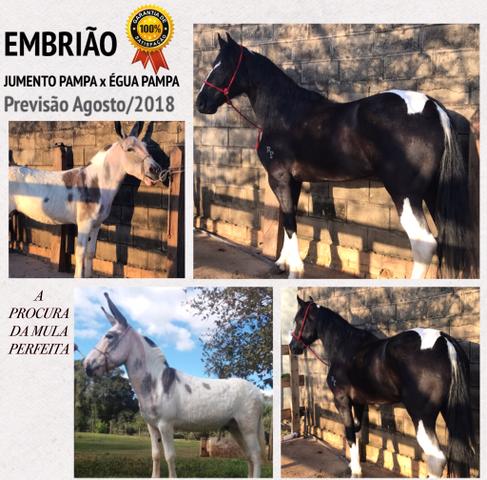 Embriao égua pampa de preto x jumento pampa de preto