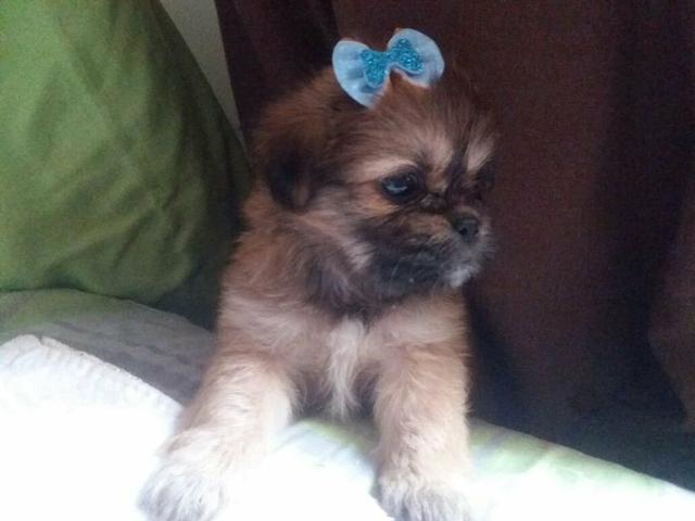 PROMOÇÃO lhasa apso 799 femea