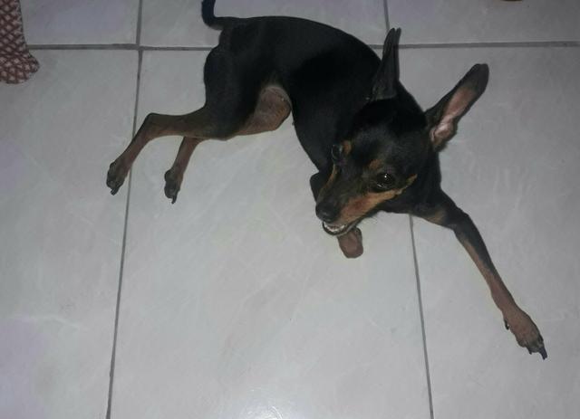 Pinscher