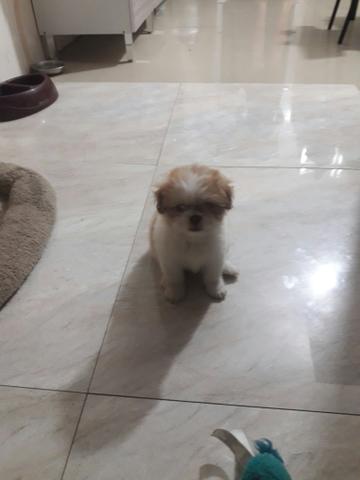 Stzu femea está com 45 dias 750 reais