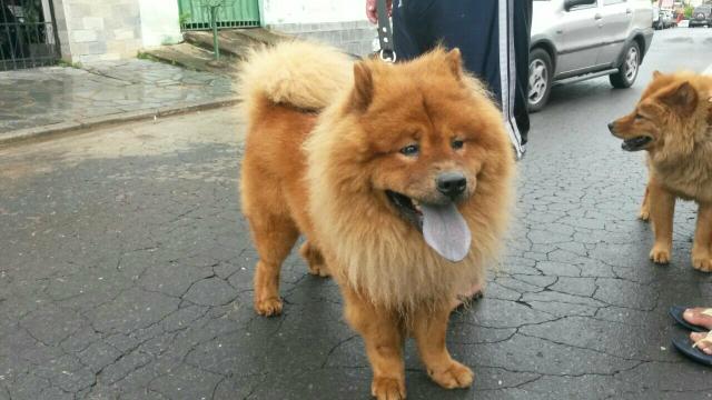 Vende se um shaw shaw