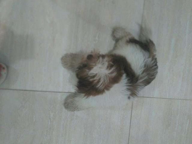 Vendo cachorro Shitzu 400 reais