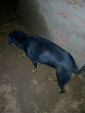 Vendo casal de Rottweiler,leia o anuncio