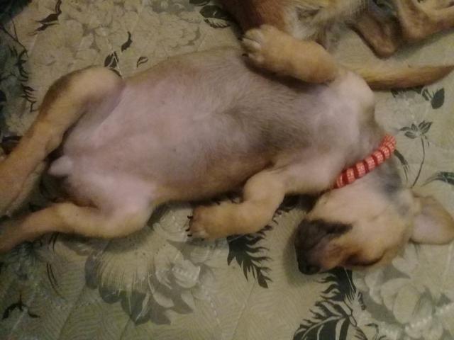 Vendo pinscher fêmea