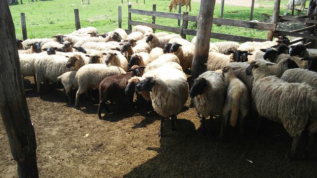 Carneiro e ovelhas