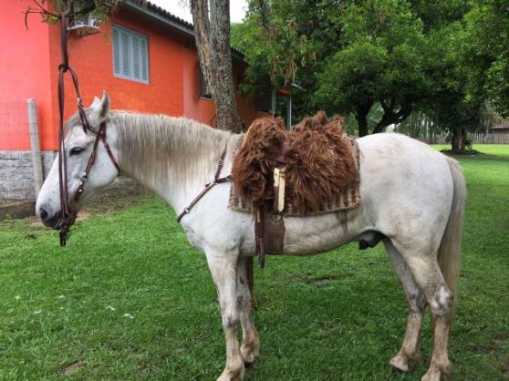 Cavalo Manga Larga lindo
