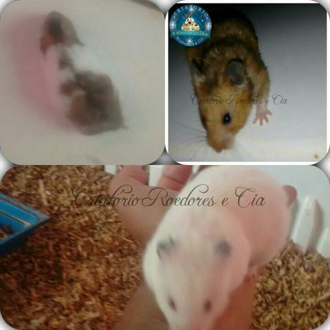 Criatório Roedores e Cia (hamster sírio  cada)
