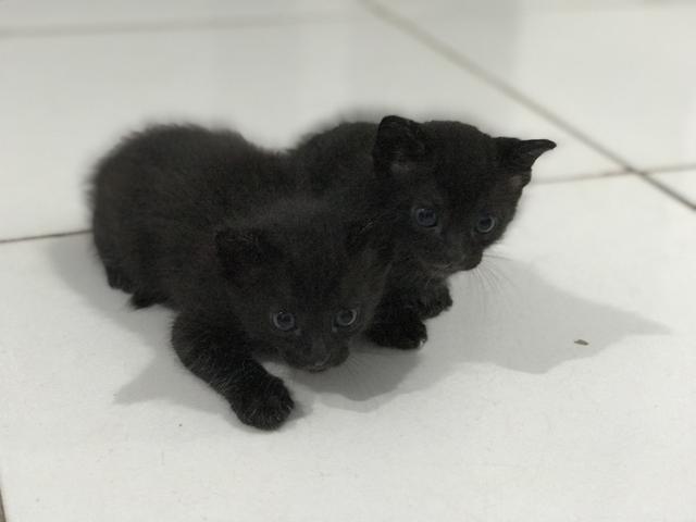 Doasse duas gatinhas fêmeas