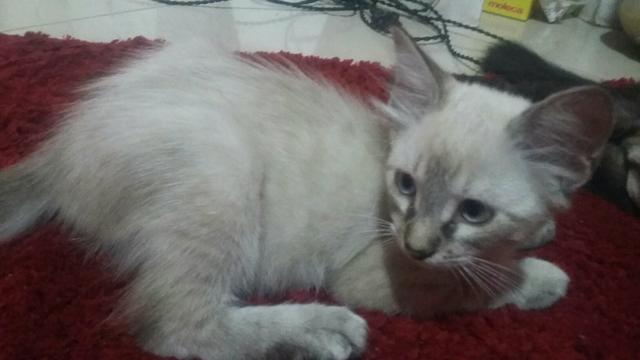 Gatinha adoção urgente