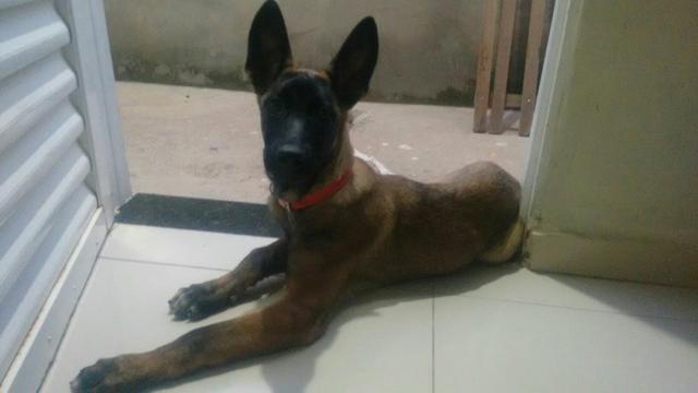 Pastor Belga Malinois