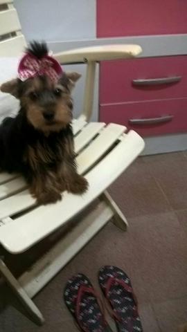 Um presente de Natal, Muito barato