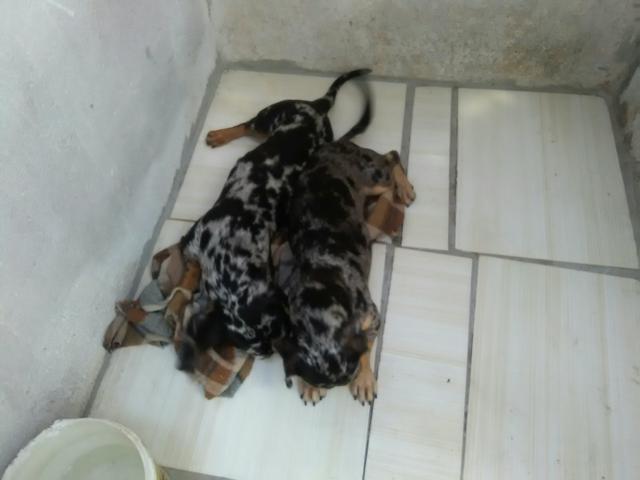 Vendo casal de Basset arlequim