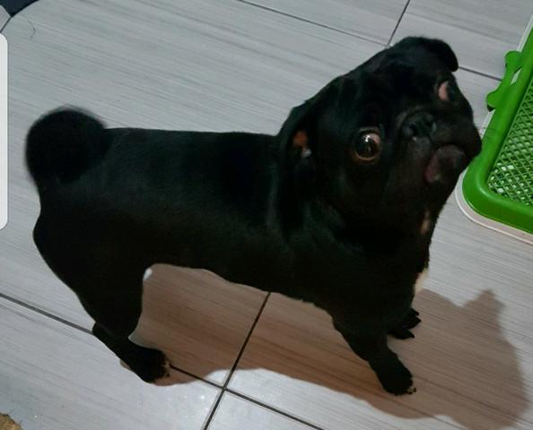 Vendo pug macho castrado 11 meses