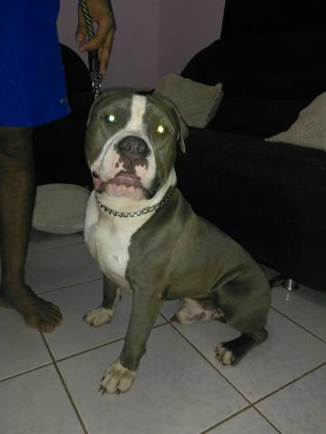 American Bully Xl Cobertura