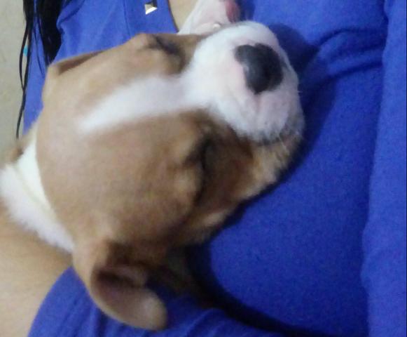 American staffordshire terrier