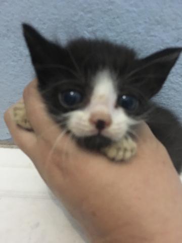 Doação de Gatinhos com Urgência