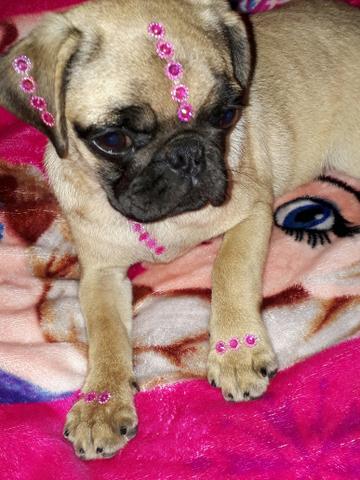 Linda femea de pug com 4 meses