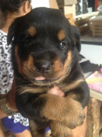 Vendo 2 femea de rottweiler