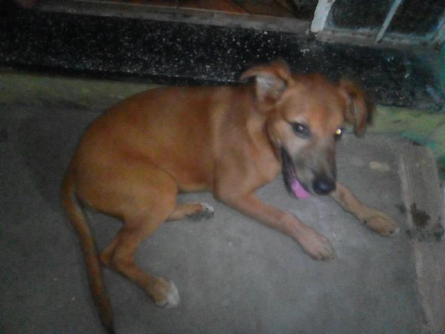 Vendo esse lindo cachorrinho i