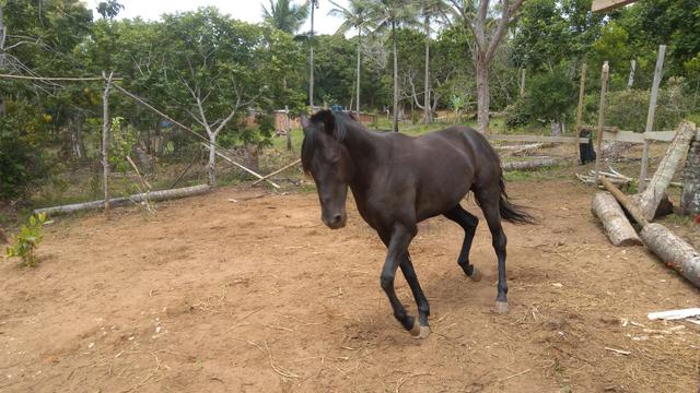 Cavalo de picado