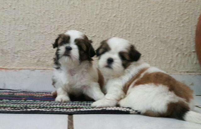 Promoção de Natal shih tzu 