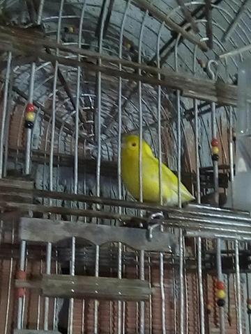 Vendo belgas de raça