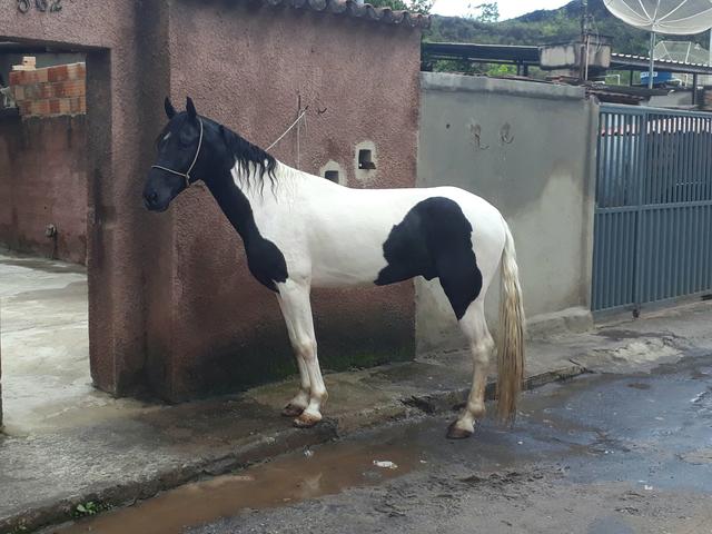 Vendo ou troco cavalo Pampa de preto