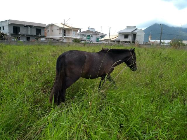 Vendo potranco com papel wats