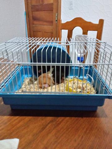 Casinha de hamster com dois hamster