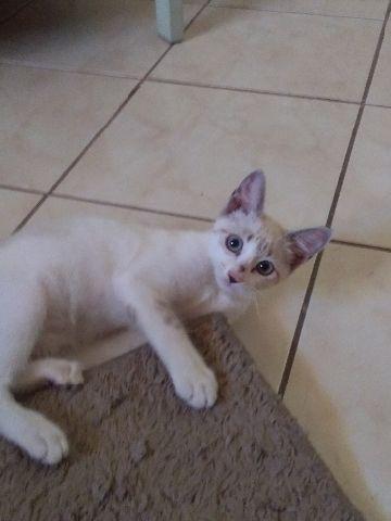 Doação de Gatinha olhos azuis