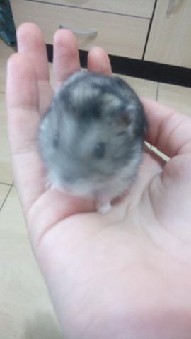 Estou doando hamster!!!!