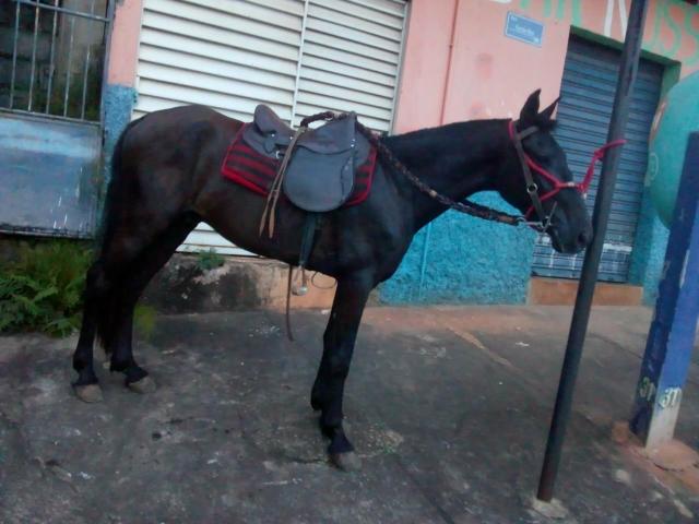 Pordo intero 2anos e 6meses bem manga larga