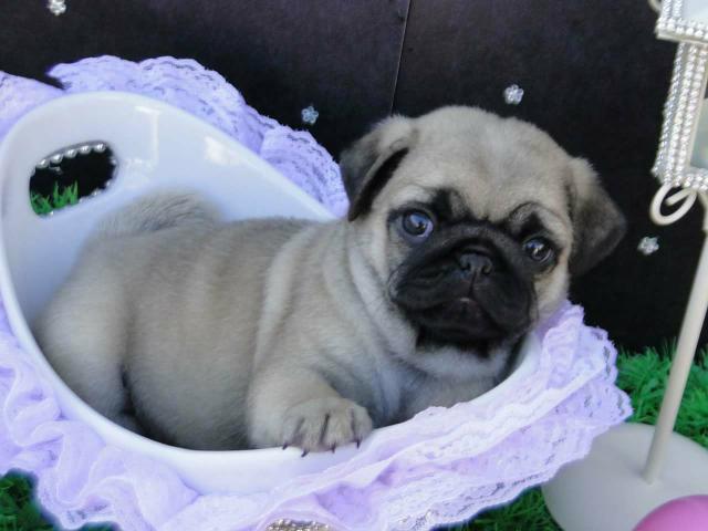 Presentei quem vc ama. Promocao