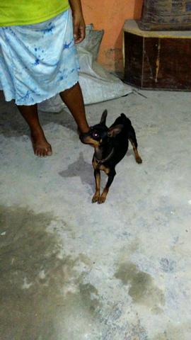 Vendo um pinscher macho número2