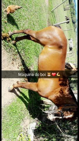 Égua Crioula com Papel