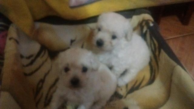 Fêmeas pooldle toy mini