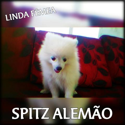 Linda Spitz Alemão