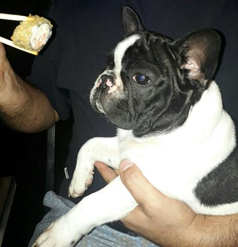 Macho vacinado e vermifugado