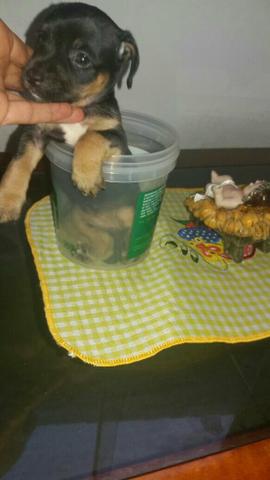 Pinscher zero vacinada e vermifugada femea 250