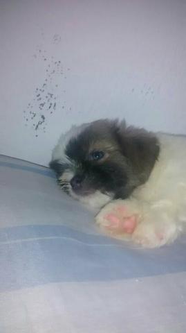 Vende -se Shitzu fêmea