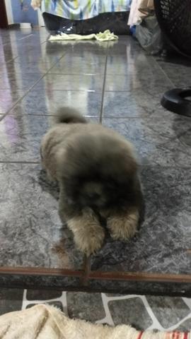 Vendo shihtzu macho com pedigree, vacinado e vermifugado, 65 dias