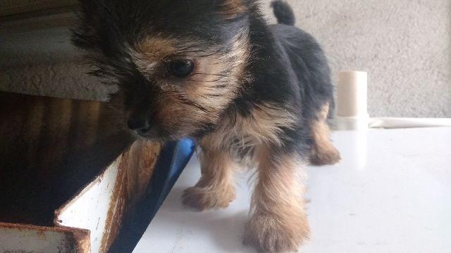Yorkshire Terrier em 6 x s/ juros
