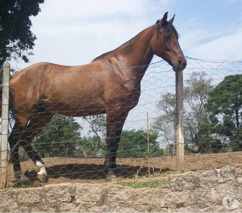 cavalo mangolino marchador