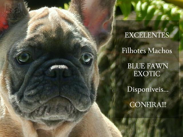 Bulldog Francês exóticos Blue fawn