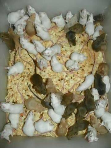 Camundongos vivos e abatidos pra alimentos