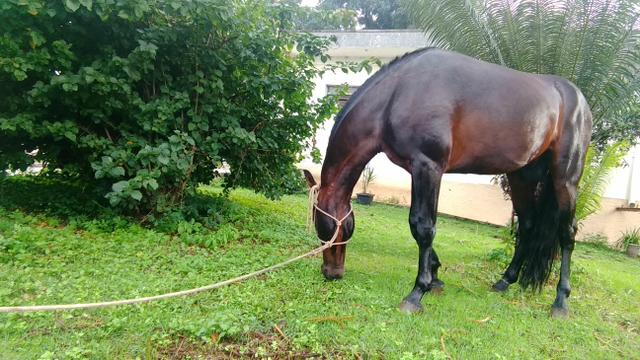 Cavalo mangalarga marchador