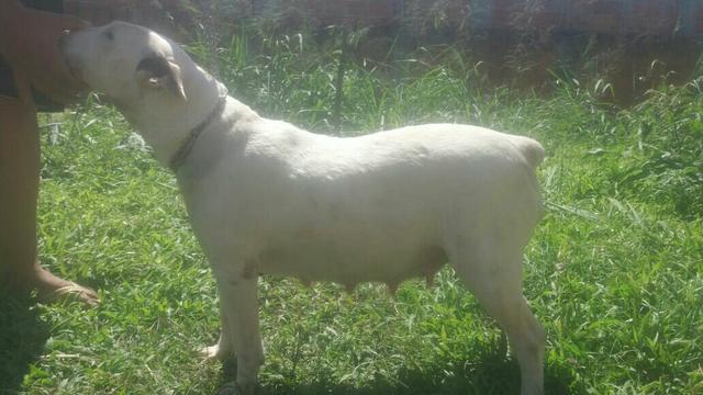 Fêmea Bull Terrier